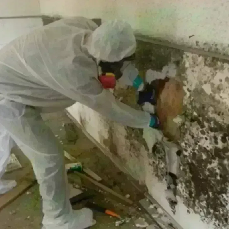 Mold Remediation and Removal in Saxapahaw, NC